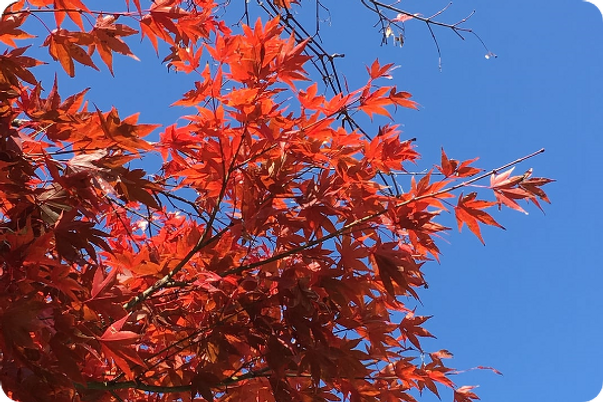 赤い紅葉の風景  