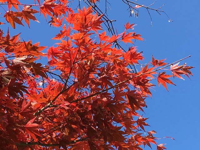 赤い紅葉の風景 庭   秋の庭に広がる紅葉が美しく、自然を感じることができます。