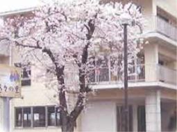 桜木と共に春の外観