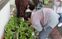 二人が植物を世話する庭