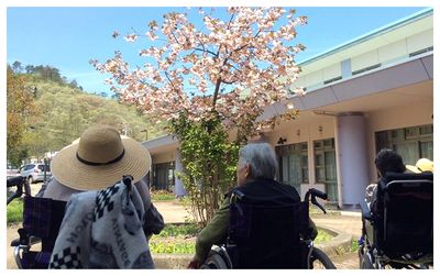 桜が咲く庭