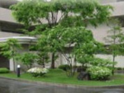 緑豊かな庭