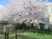 桜咲く庭  