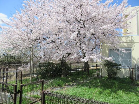 桜咲く庭  