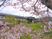 桜に囲まれた外観  