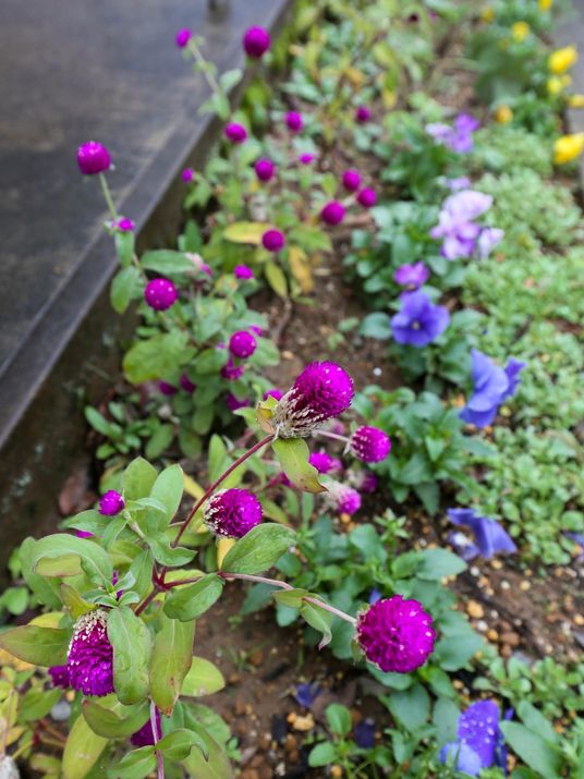 紫色の花々が植えられた庭