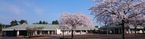 桜に囲まれた施設外観