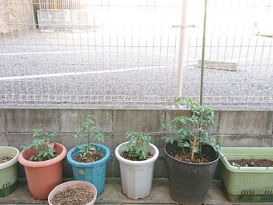 鉢植えが並ぶ中庭  