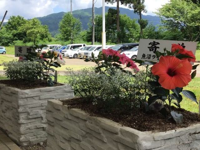 美しい花壇の風景 庭 色とりどりの花が咲く美しい庭です。リラックスできる緑の景色を楽しめます。