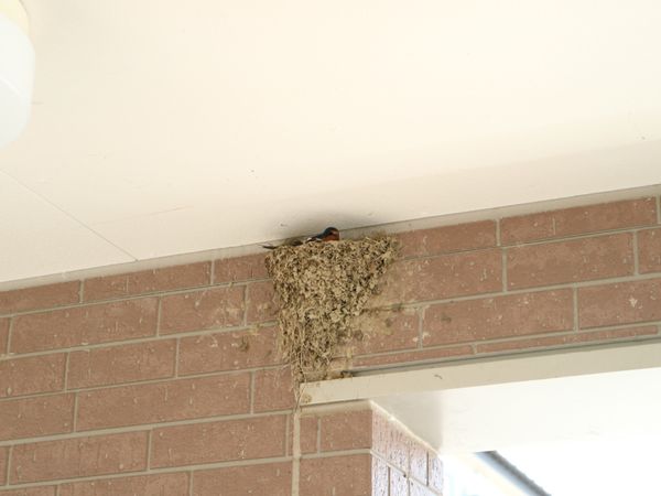 巣をつくる鳥と建物