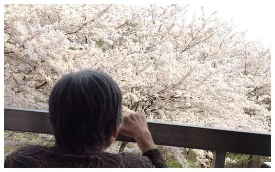 満開の桜を見る人