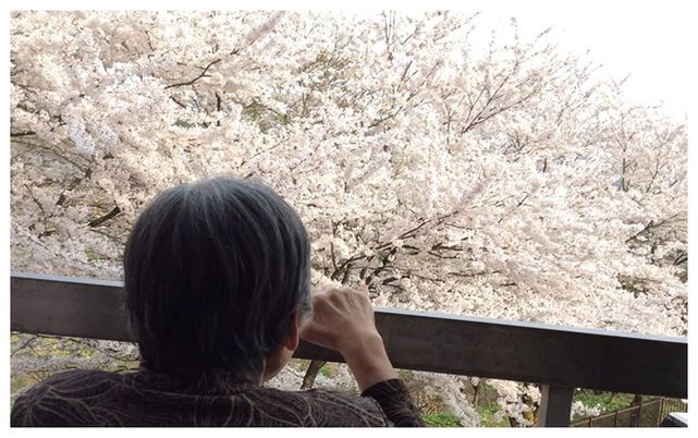 満開の桜を見る人