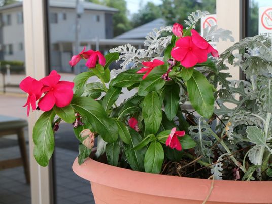 鮮やかな赤い花の鉢植え