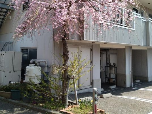 桜のある施設外観  