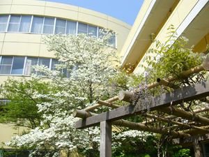 静かな中庭