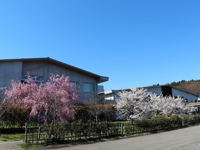 満開の桜と建物の景色 外観 春を彩る桜が咲く中、清潔感のある心地よい環境で働くことができます。