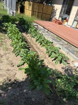 植物が育つ庭