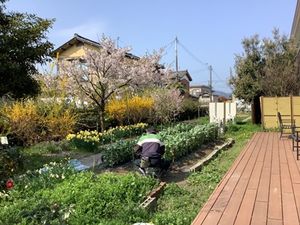 庭の風景