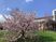 桜咲く庭園