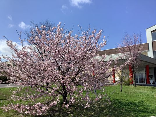 桜咲く庭園