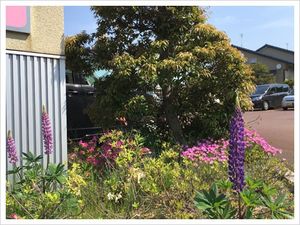 建物前の花壇と樹木の庭  