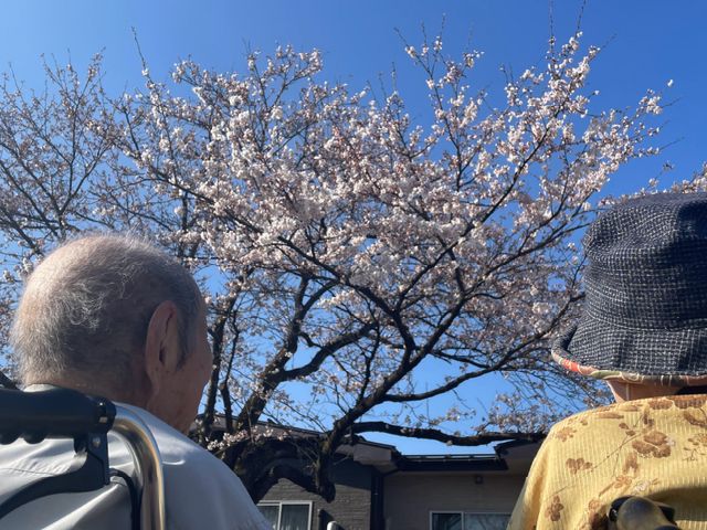 桜の下の二人の人物 庭 桜の花が咲く庭で、車椅子の方々が並んで穏やかなひとときを過ごしています。