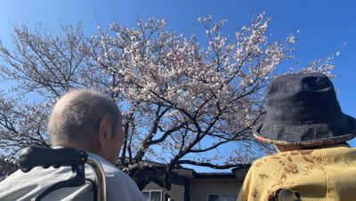桜の下の二人の人物