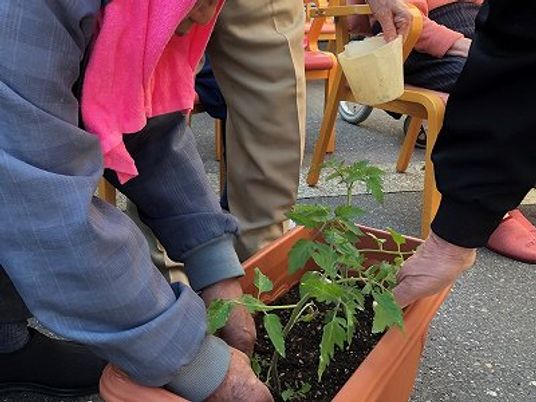 野菜を育てる様子