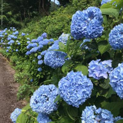 紫陽花の道