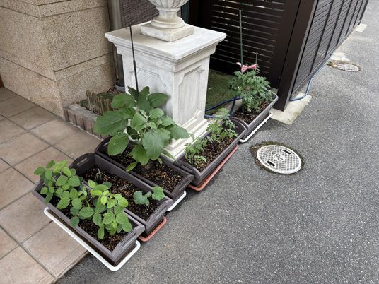 鉢植えのある外観  