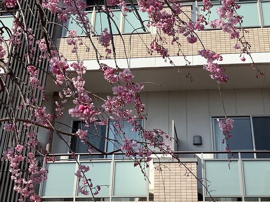 桜が彩る建物外観  