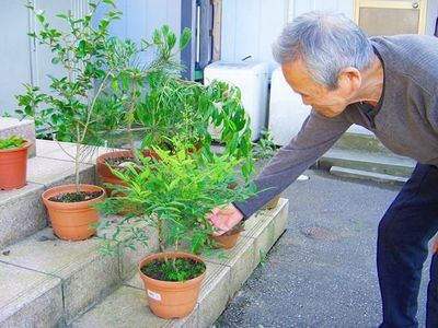 鉢植えの世話をする人