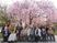 桜の木の下の集合写真