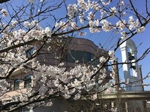 桜と建物の外観  