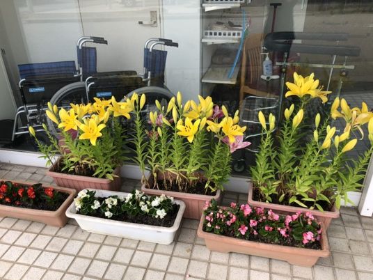 花と車椅子の窓辺  