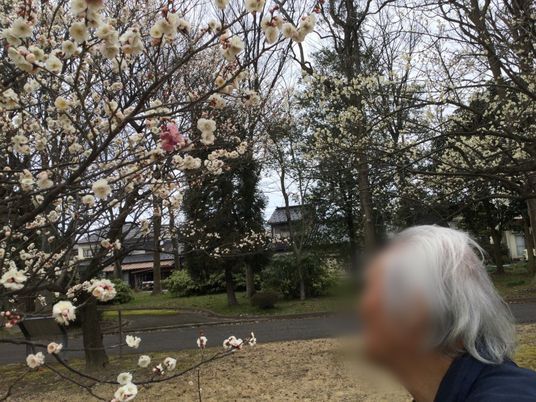 満開の桜と人物の庭