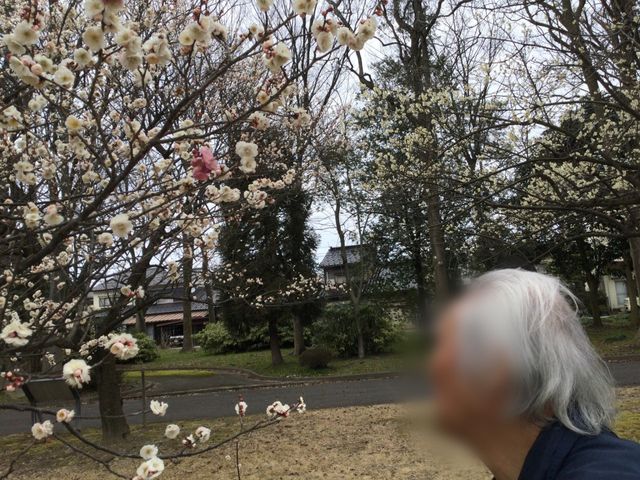 満開の桜と人物の庭