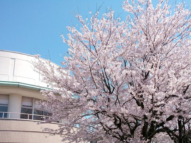 満開の桜の木と建物 外観 春の日差しの中で桜が美しく咲き誇り、建物の外観が心を和ませます。