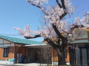 桜と建物の外観  