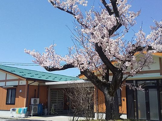 桜と建物の外観  