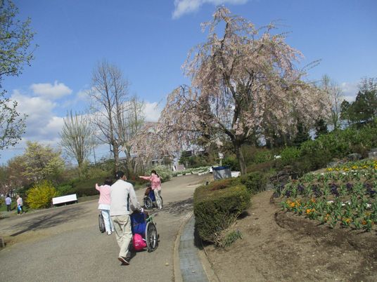 満開の桜と利用者の庭