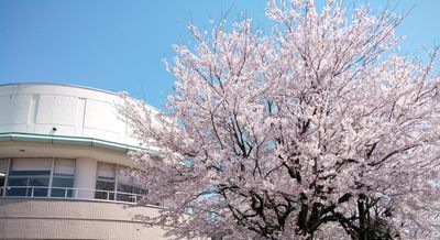 桜と建物の外観