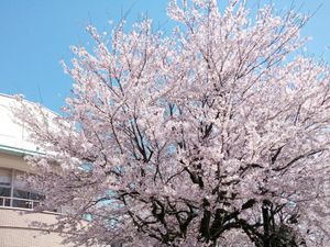 桜のある中庭  