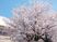 桜のある中庭  