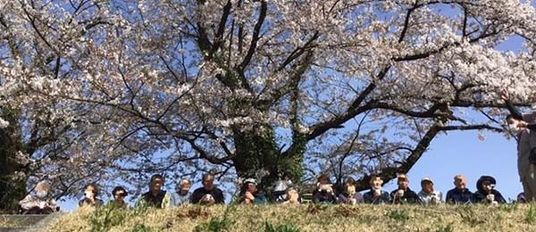 桜の下での集合写真