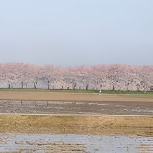 桜並木の外観