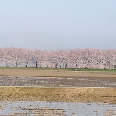 桜並木の外観