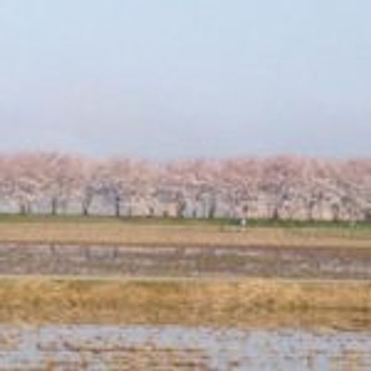 桜並木の外観