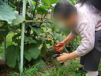 野菜を収穫する庭
