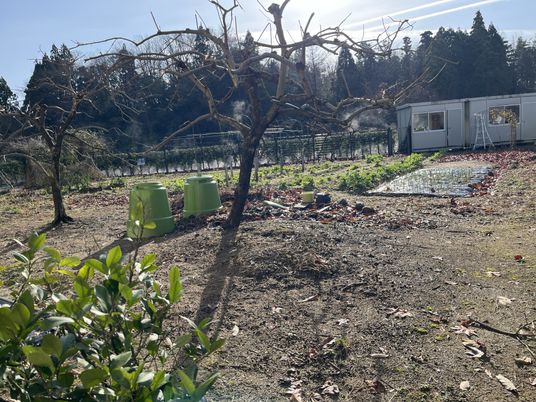 植栽が施された庭